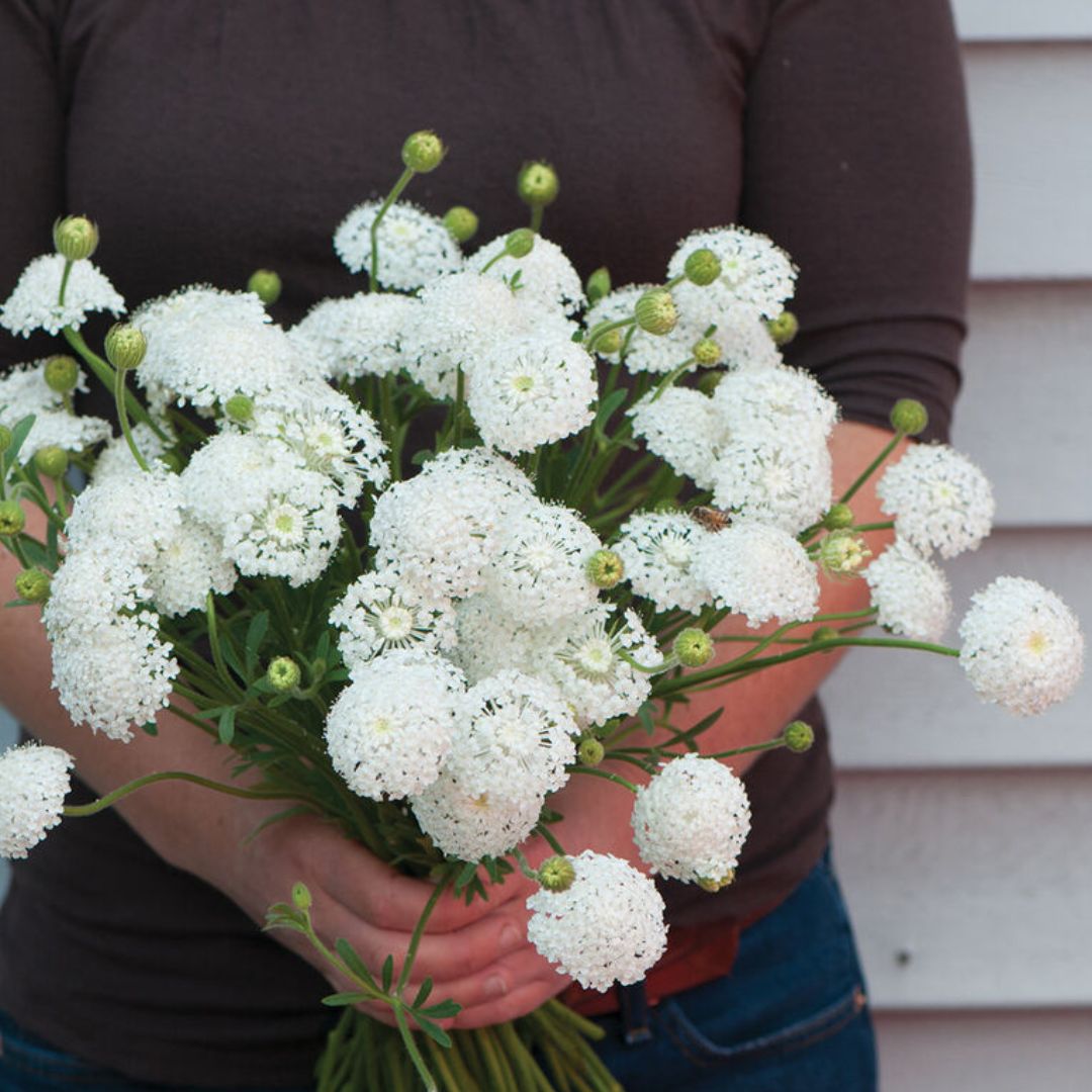 Didiscus - Lacy White