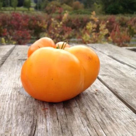 Tomato - Yellow Brandywine