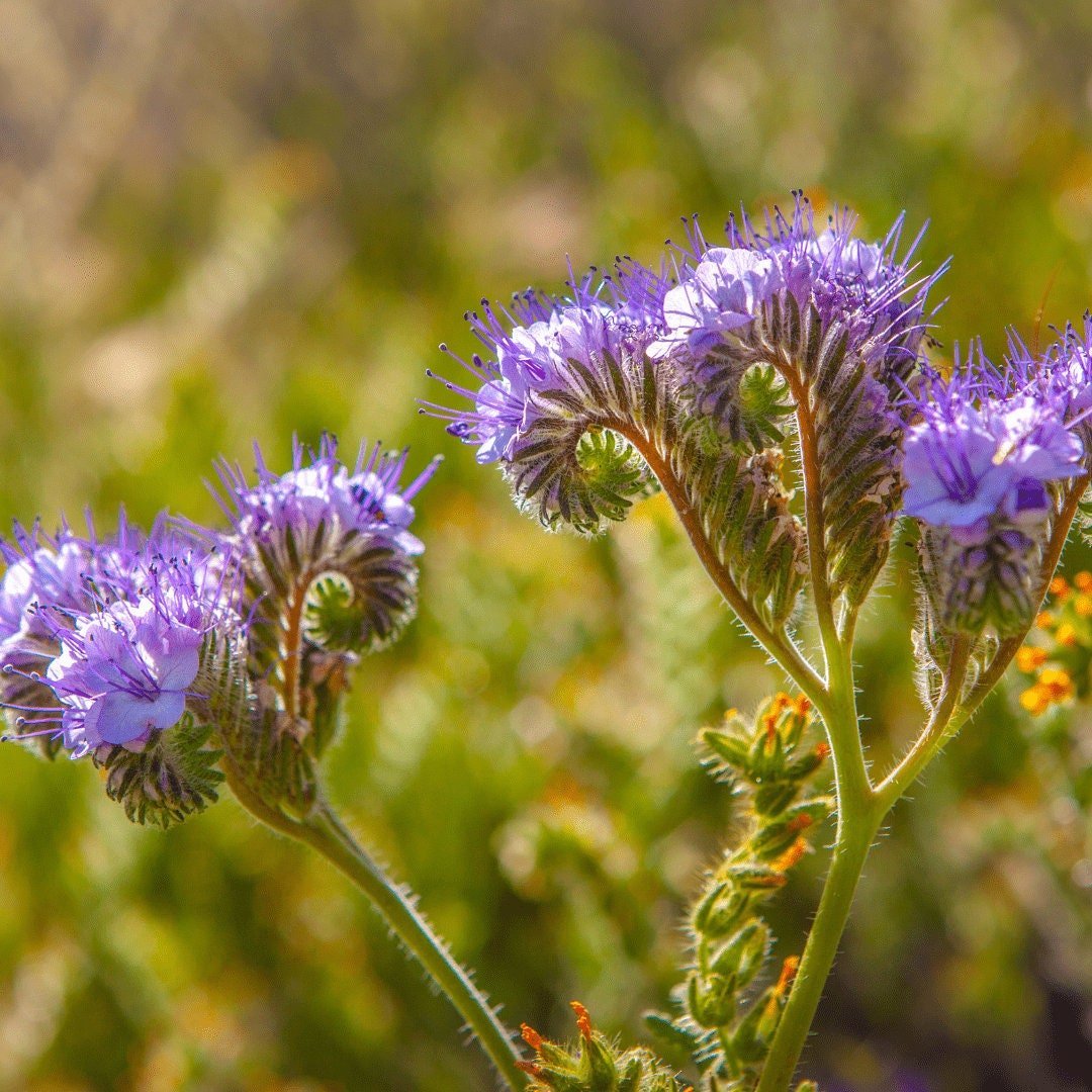 Bee's Friend - Purple Tansy - Circle Farms seeds