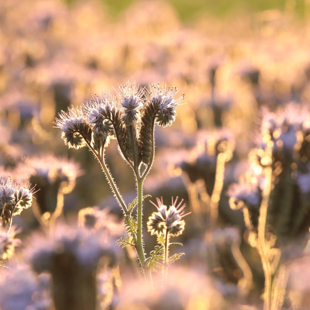 Bee's Friend - Purple Tansy - Circle Farms seeds