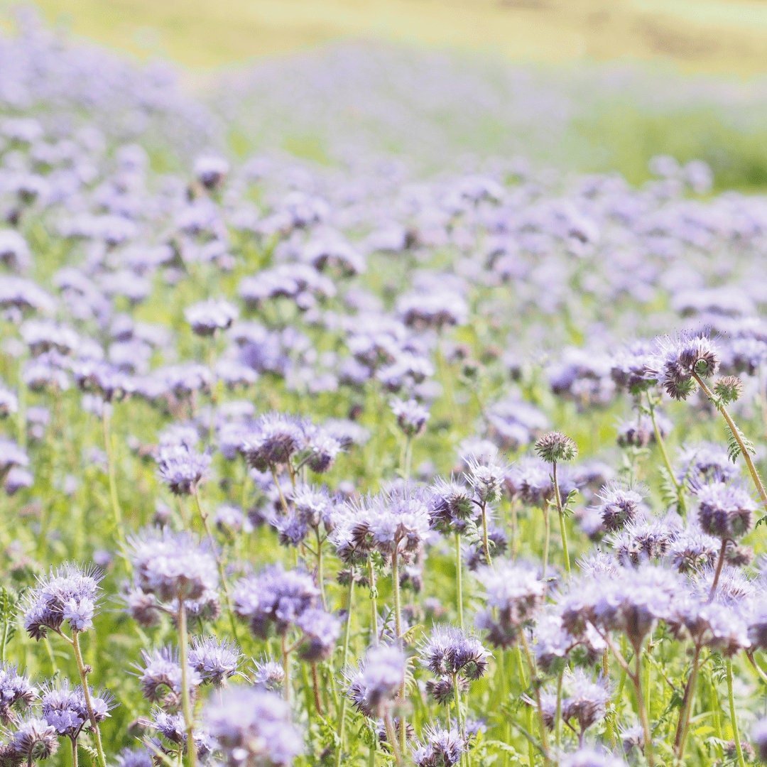 Bee's Friend - Purple Tansy - Circle Farms seeds