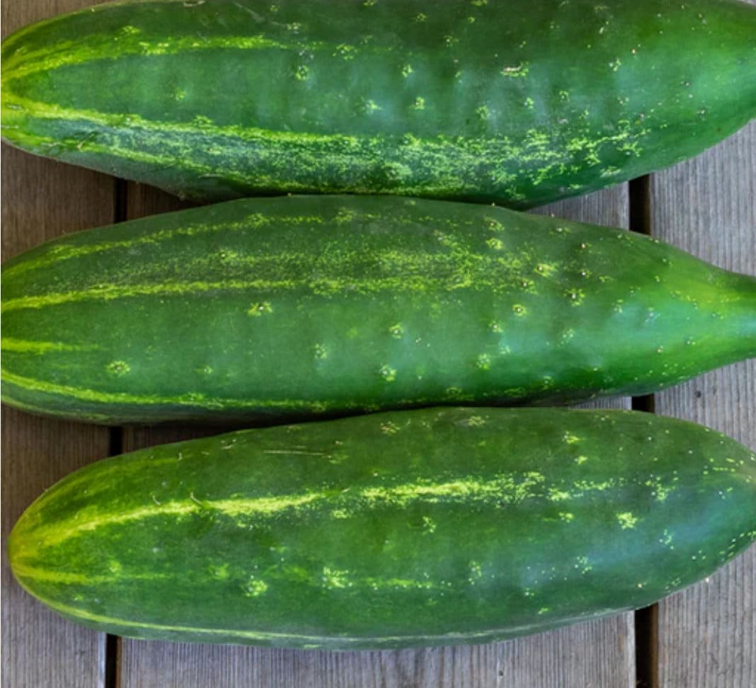 Cucumber - Early Fortune
