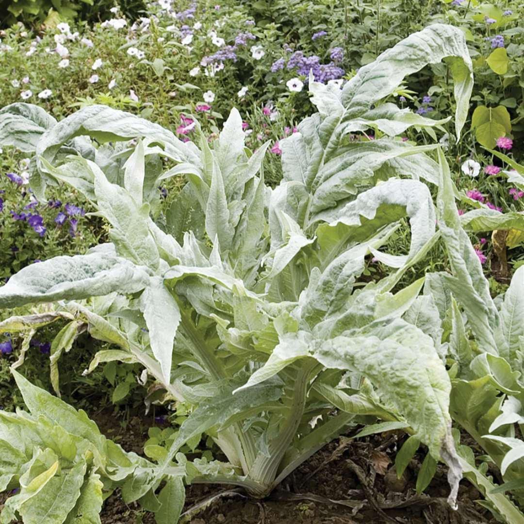 Cardoon Artichoke Thistle - Circle Farms seeds