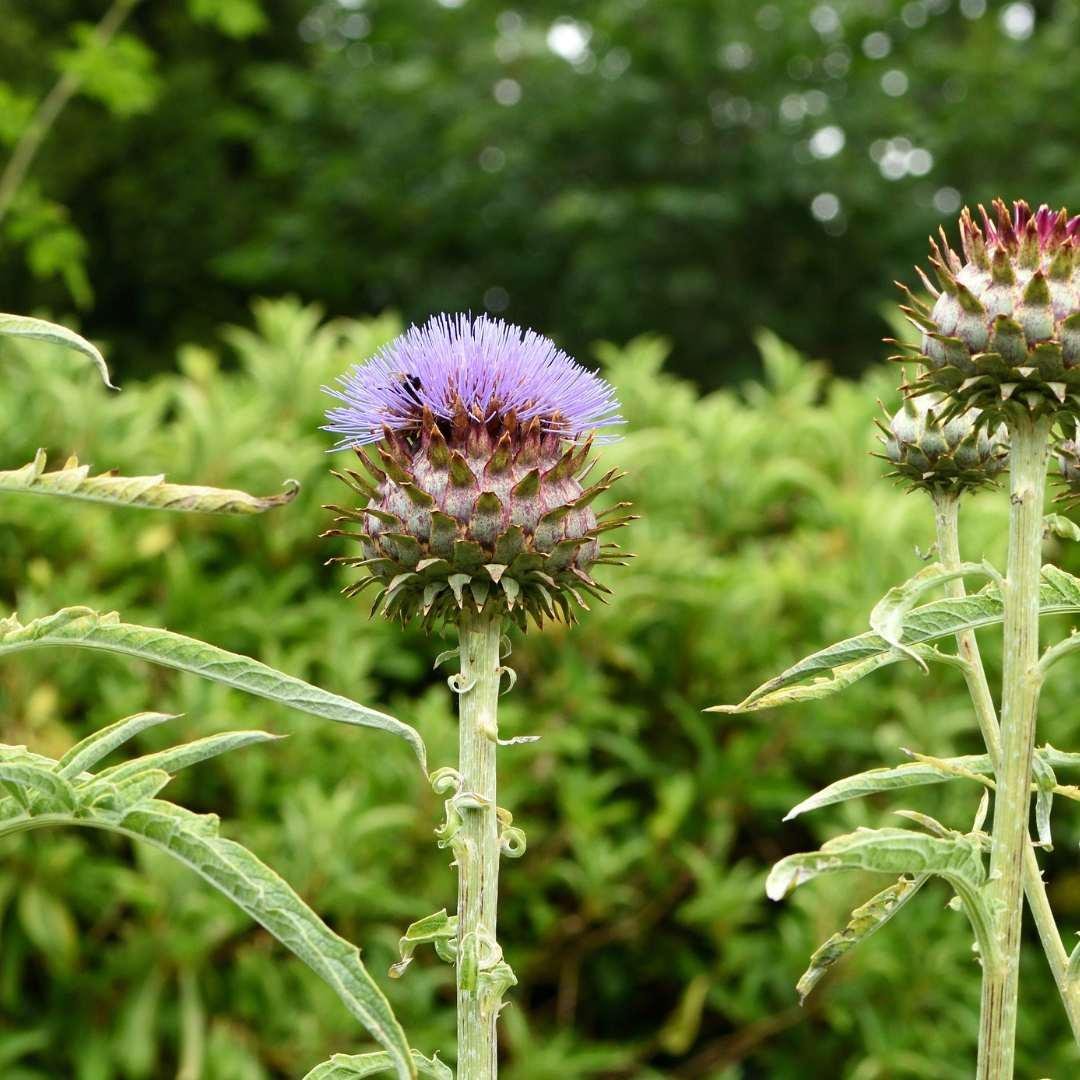 Cardoon Artichoke Thistle - Circle Farms seeds