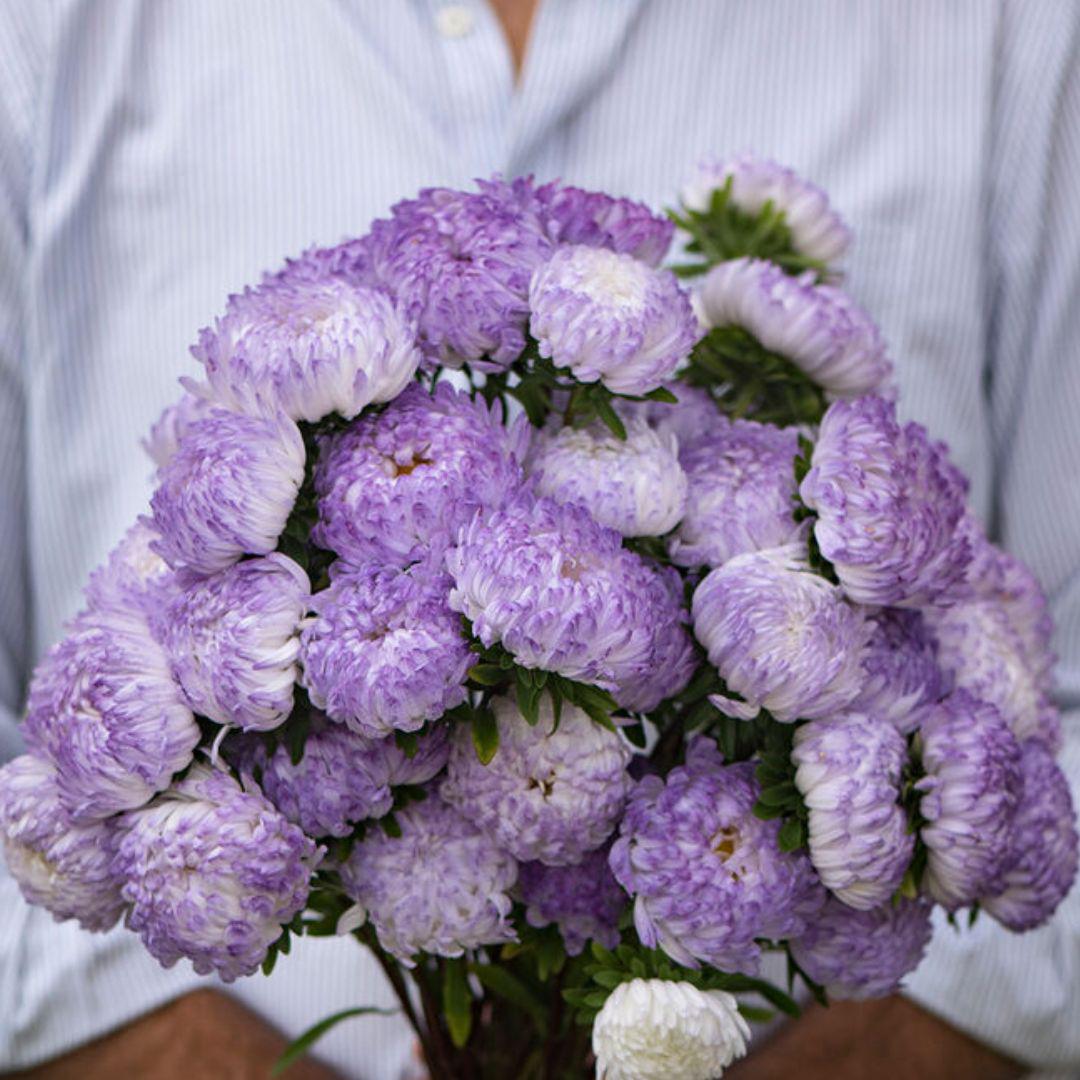 Aster - Tower Silver - Circle Farms seeds