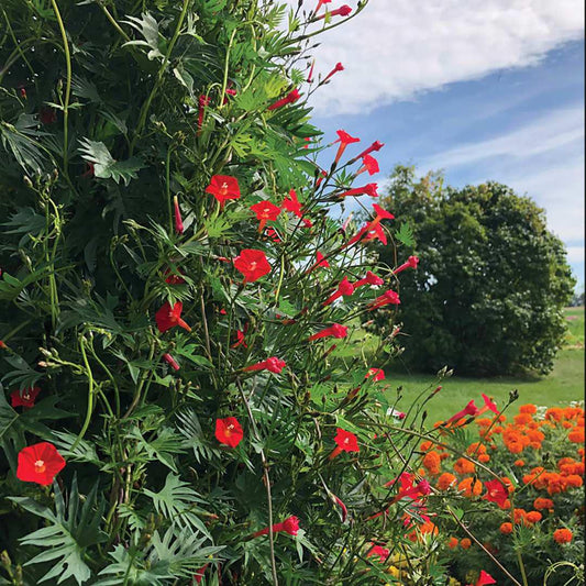 Cardinal Climber Vine - Red Multifida