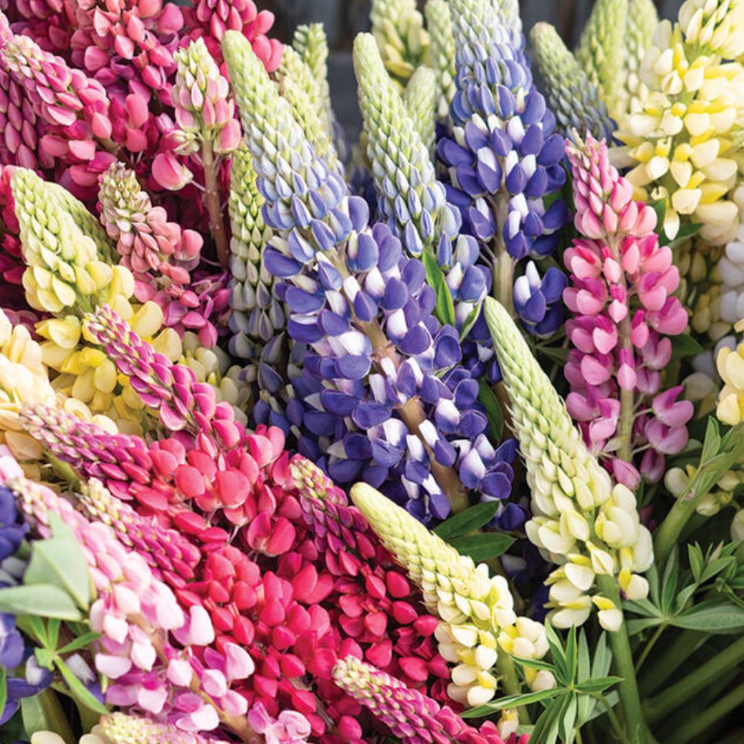 Lupine Flower Seeds - Russells Formula Mix | Circle Farms Canada