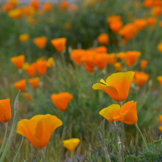 California Poppy - Orange