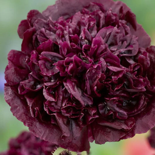 Peony Poppy - Black