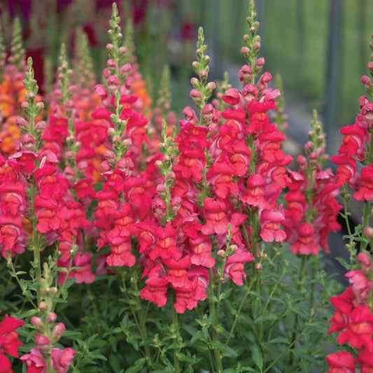 Snapdragon - Maryland Flamingo I-II