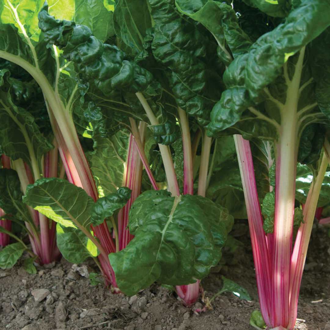 Swiss Chard - Peppermint