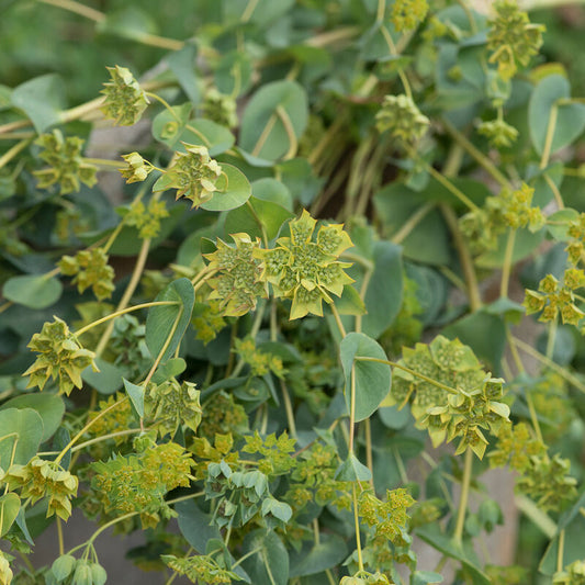 Bupleurum - Green Gold