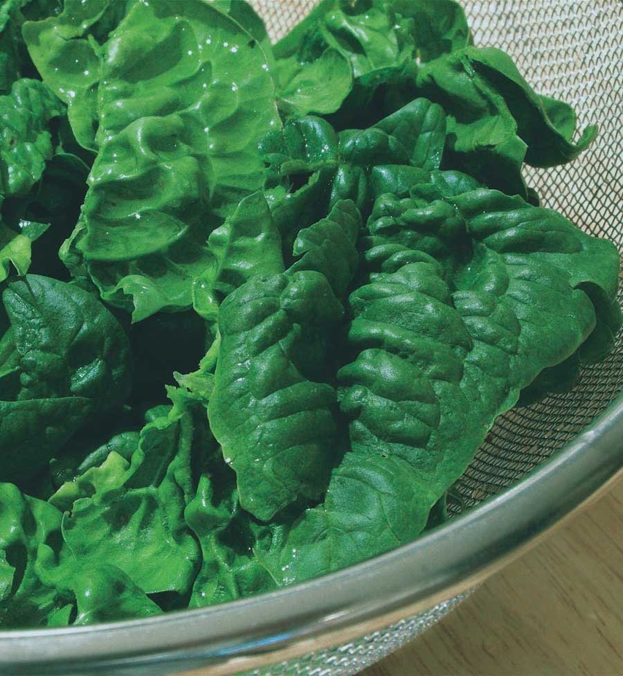 Big Leaf Spinach - Vancouver Variety - Circle Farms seeds