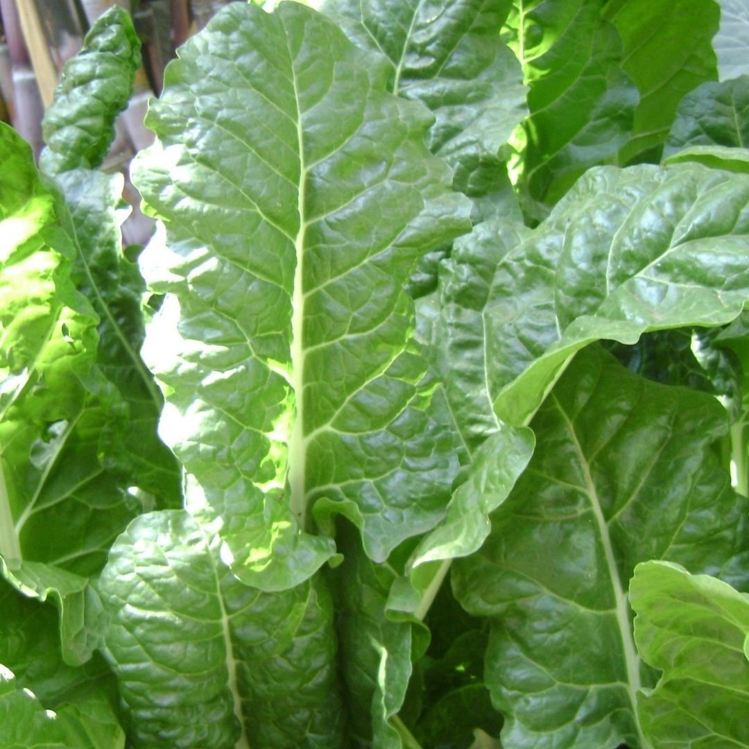 Big Leaf Spinach - Vancouver Variety - Circle Farms seeds
