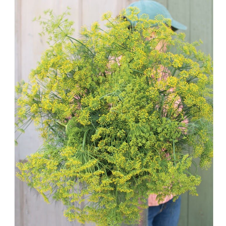 "Bouquet" Dill Seeds - Circle Farms seeds