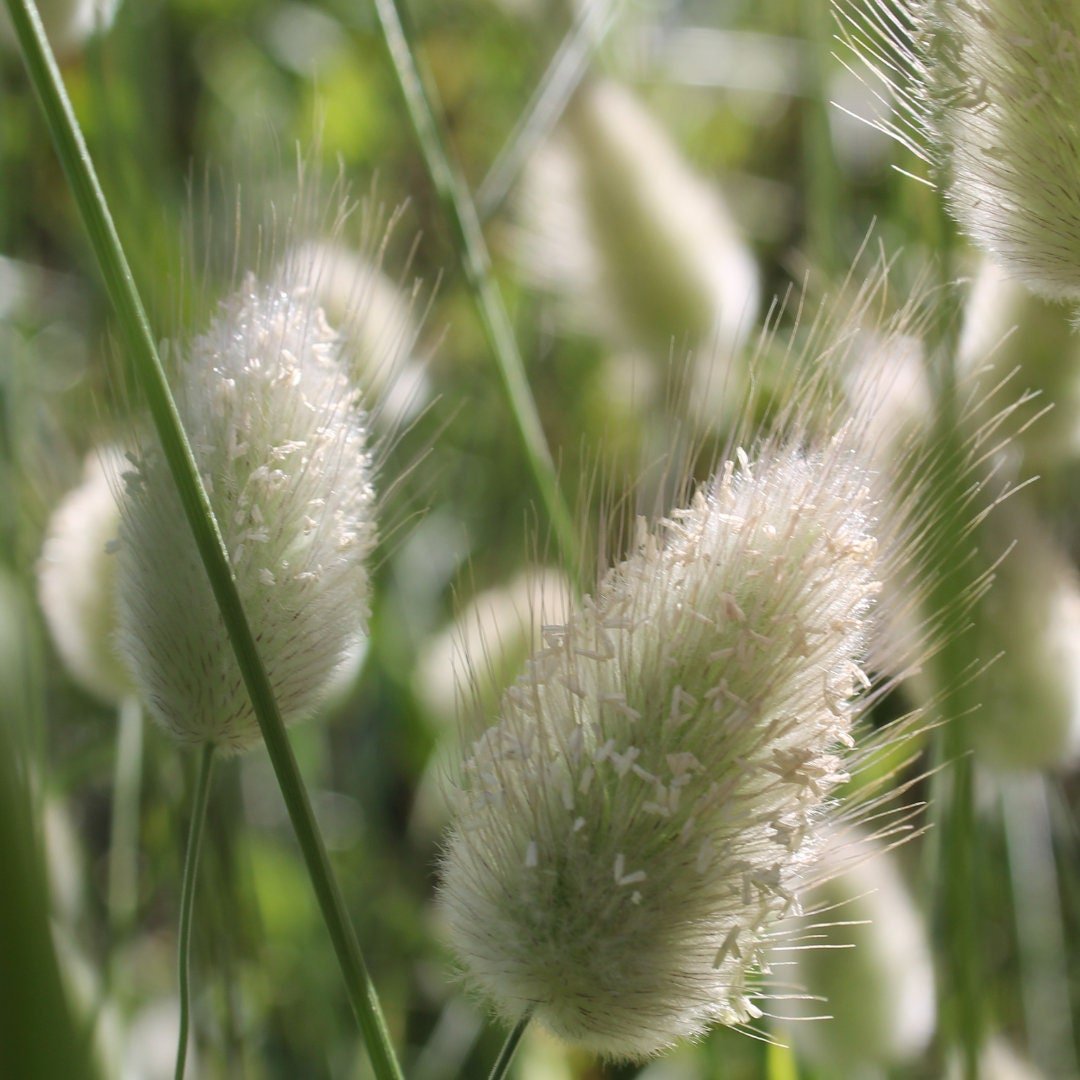 Bunny Tail Ornamental Grass - Circle Farms seeds