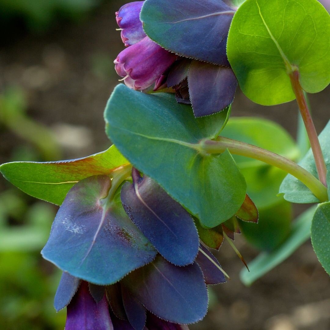 Cerinthe Honeywort - Circle Farms seeds