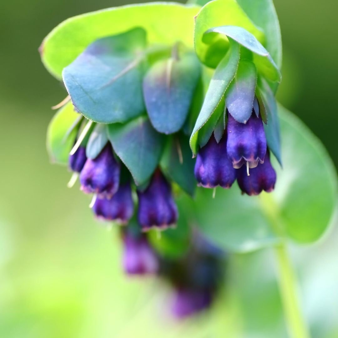 Cerinthe Honeywort - Circle Farms seeds