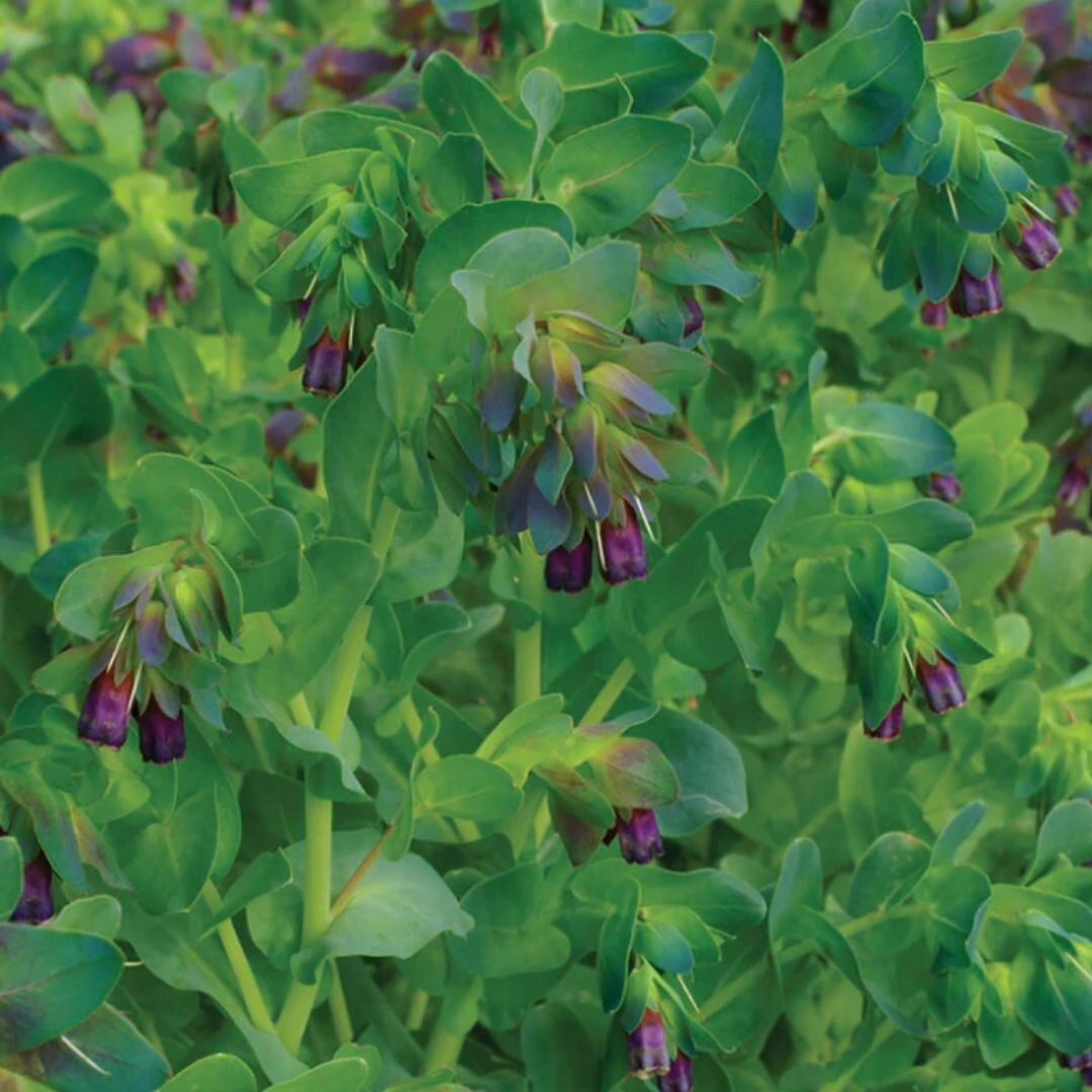 Cerinthe Honeywort - Circle Farms seeds